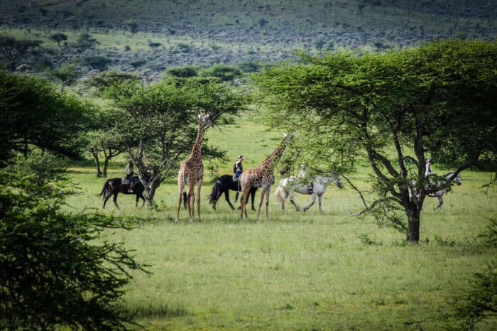 Cedarberg Travel | Ol Donyo Lodge