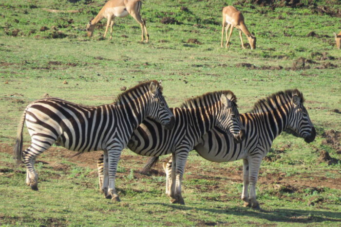 Cedarberg Travel | andBeyond Phinda Rock Lodge