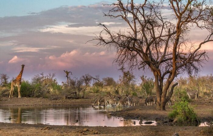 Cedarberg Travel | Tuningi Safari Lodge