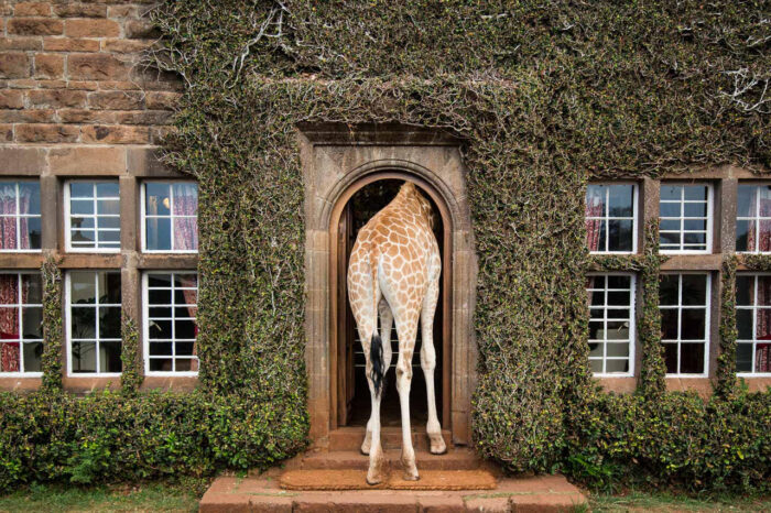 Cedarberg Travel | Giraffe Manor