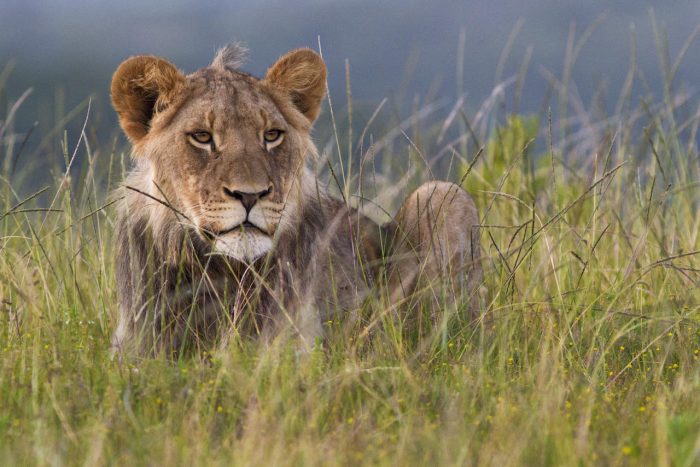 Cedarberg Travel | Kariega River Lodge