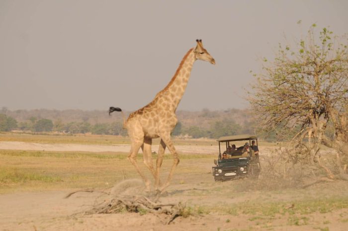 Cedarberg Travel | Ngoma Safari Lodge