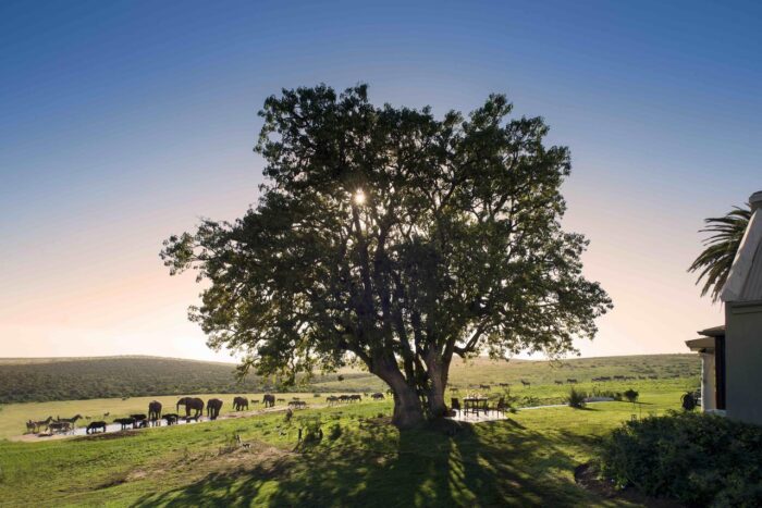 Cedarberg Travel | Gorah Elephant Camp