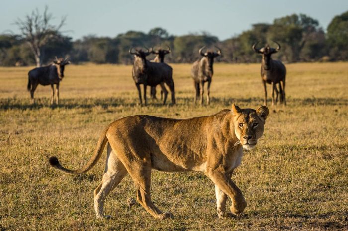 Cedarberg Travel | Zimbabwe Highlights