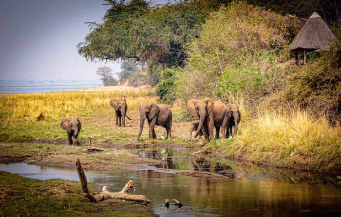 Cedarberg Travel | Royal Zambezi Lodge