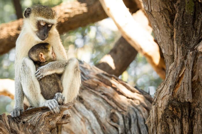 Cedarberg Travel | Chobe Safari Lodge