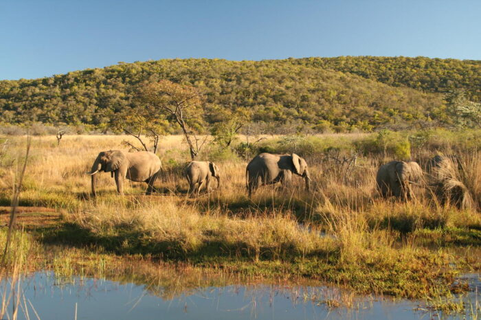 Cedarberg Travel | Makweti Safari Lodge