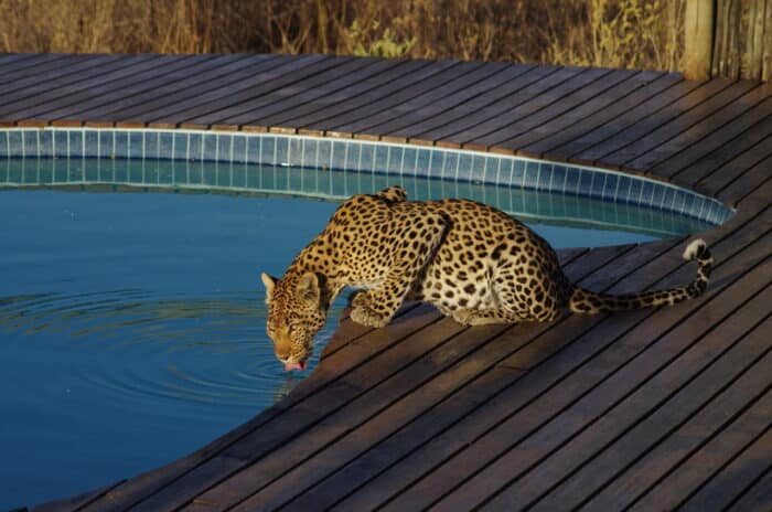 Cedarberg Travel | Kwando Tau Pan Camp