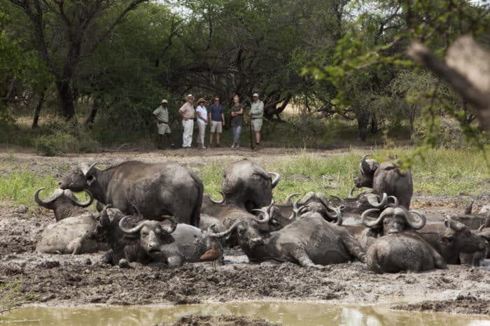 Cedarberg Travel | Kapama River Lodge