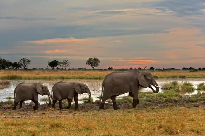 Cedarberg Travel | Kwando Lagoon Camp