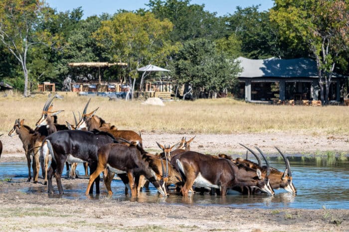 Cedarberg Travel | Little Makalolo Camp