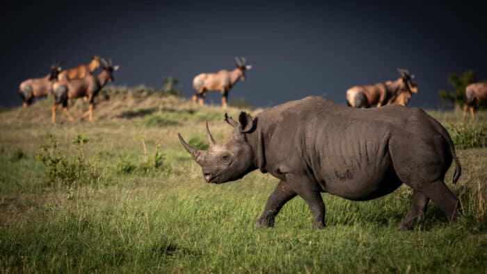 Cedarberg Travel | Lamai Serengeti