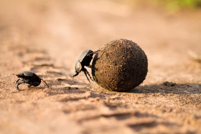 Cedarberg Travel | Lamai Serengeti