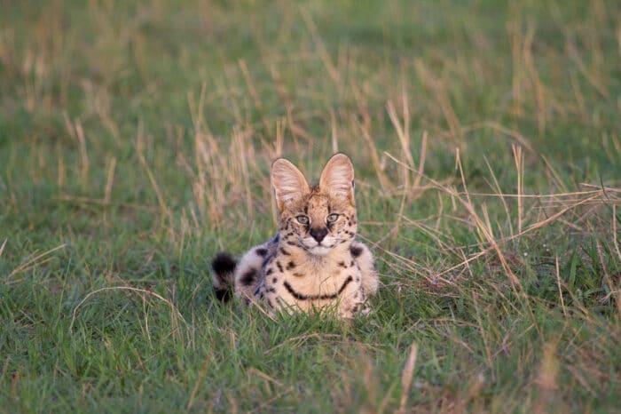 Cedarberg Travel | Lamai Serengeti