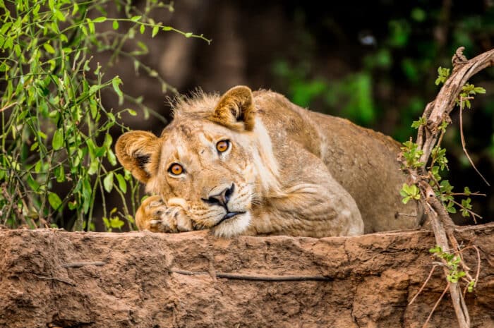 Cedarberg Travel | Royal Zambezi Lodge