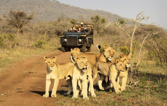 Cedarberg Travel | Thanda Safari Lodge