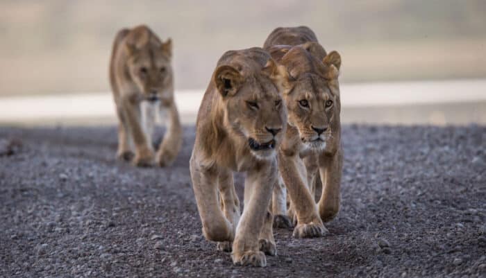 Cedarberg Travel | andBeyond Klein's Camp