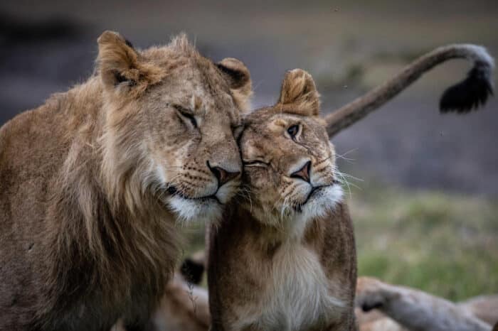 Cedarberg Travel | Mahali Mzuri