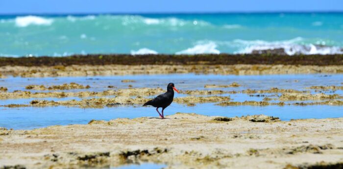 Cedarberg Travel | Morukuru Ocean House