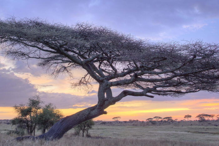 Cedarberg Travel | Namiri Plains Camp