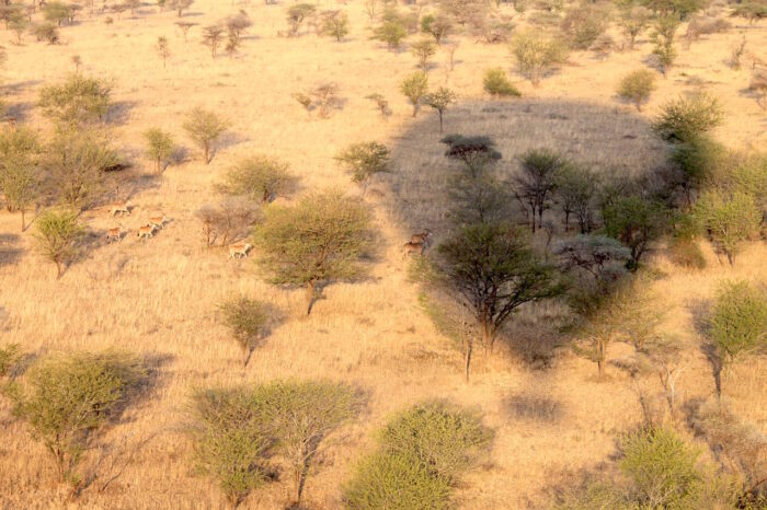 Cedarberg Travel | Nimali Central Serengeti