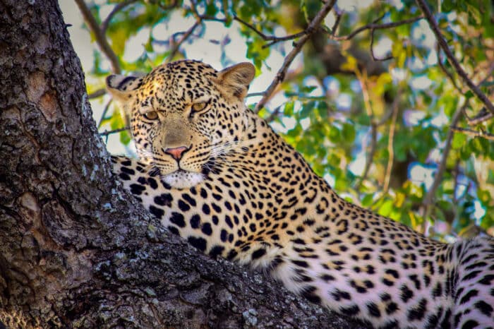 Cedarberg Travel | andBeyond Ngala Safari Lodge