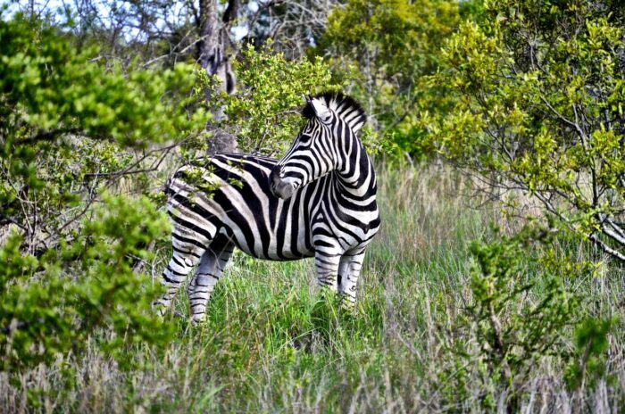 Cedarberg Travel | andBeyond Ngala Safari Lodge