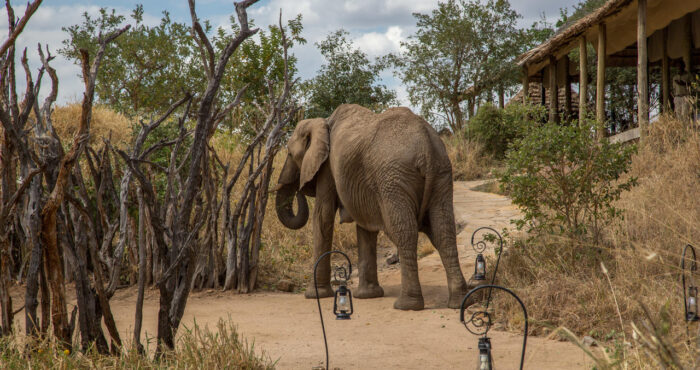 Cedarberg Travel | Nimali Tarangire