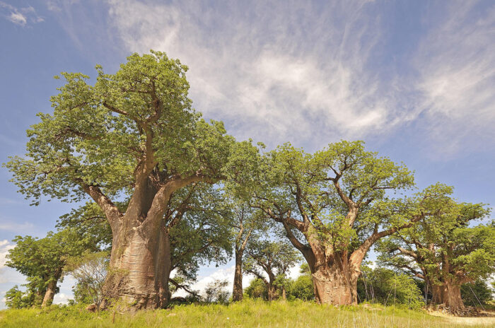 Cedarberg Travel | Kwando Nxai Pan Camp