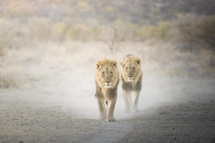 Cedarberg Travel | Ongava Lodge