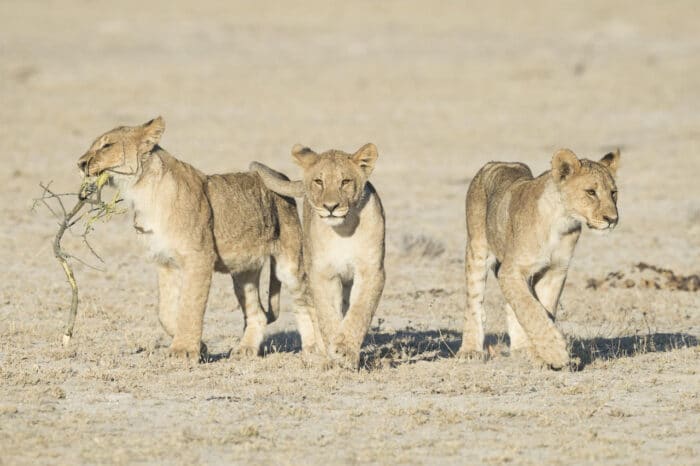 Cedarberg Travel | Ongava Tented Camp