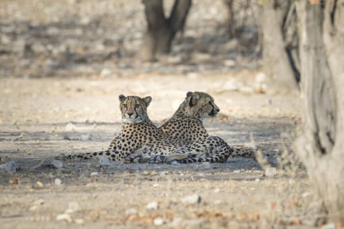 Cedarberg Travel | Ongava Tented Camp