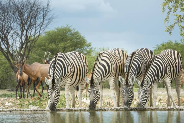 Cedarberg Travel | Ongava Lodge