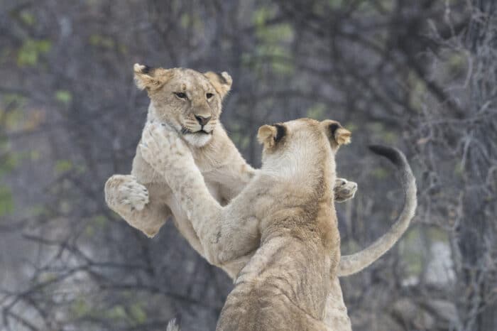 Cedarberg Travel | Ongava Tented Camp