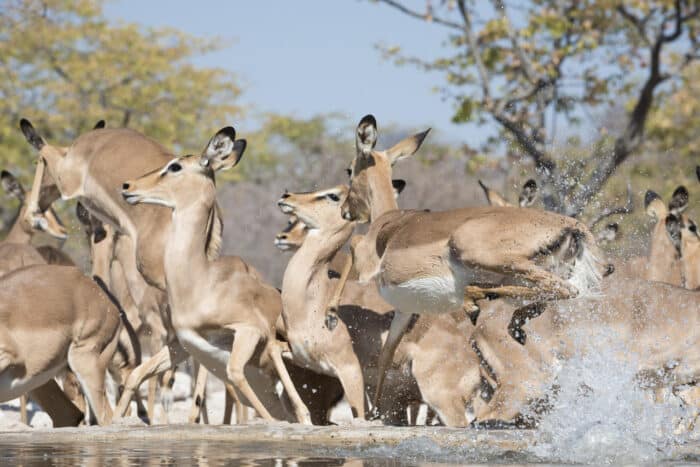 Cedarberg Travel | Ongava Lodge