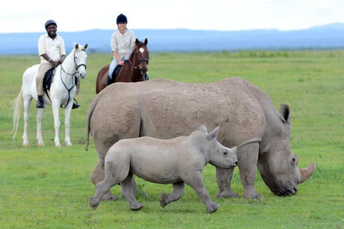 Cedarberg Travel | Ol Pejeta Bush Camp