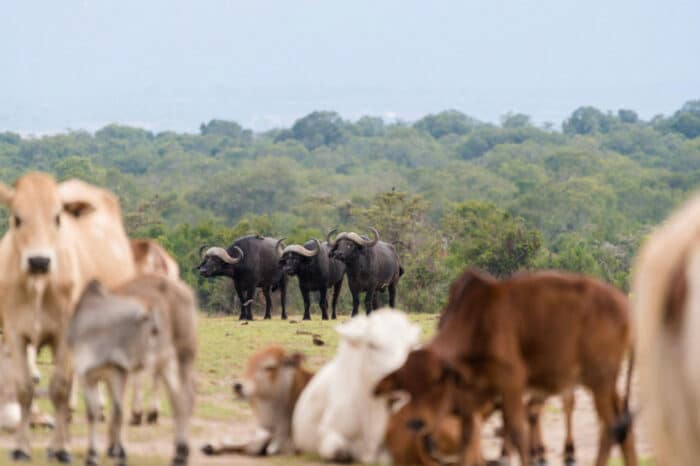 Cedarberg Travel | Ol Pejeta Bush Camp