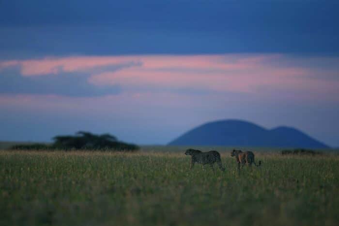 Cedarberg Travel | Ol Donyo Lodge