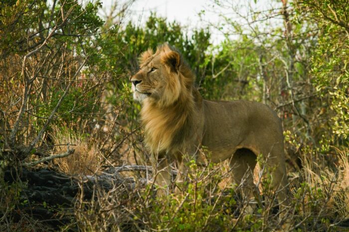 Cedarberg Travel | Ol Donyo Lodge