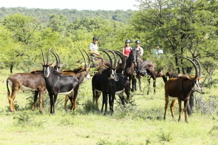 Cedarberg Travel | Ant's Nest