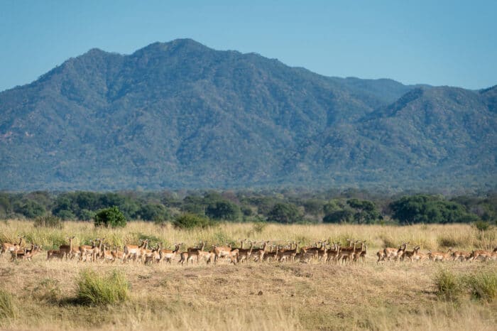 Cedarberg Travel | Ruckomechi Camp