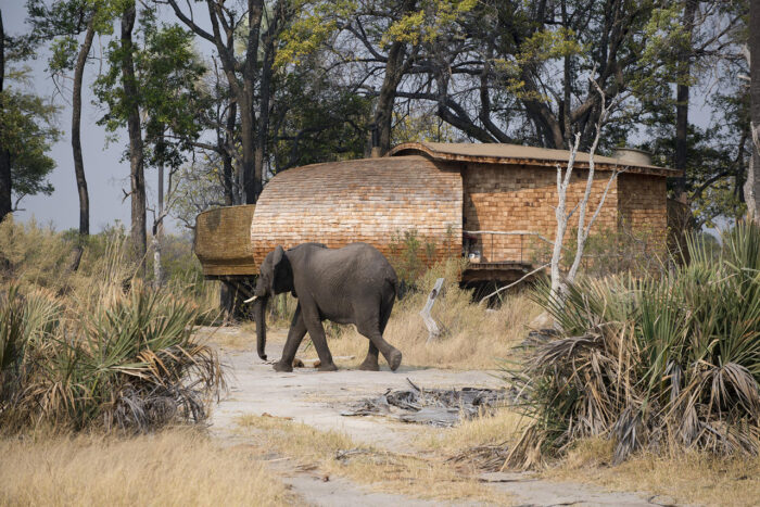 Cedarberg Travel | andBeyond Sandibe Okavango Safari Lodge