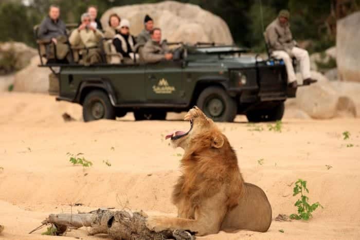 Male lion on game drive at savanna