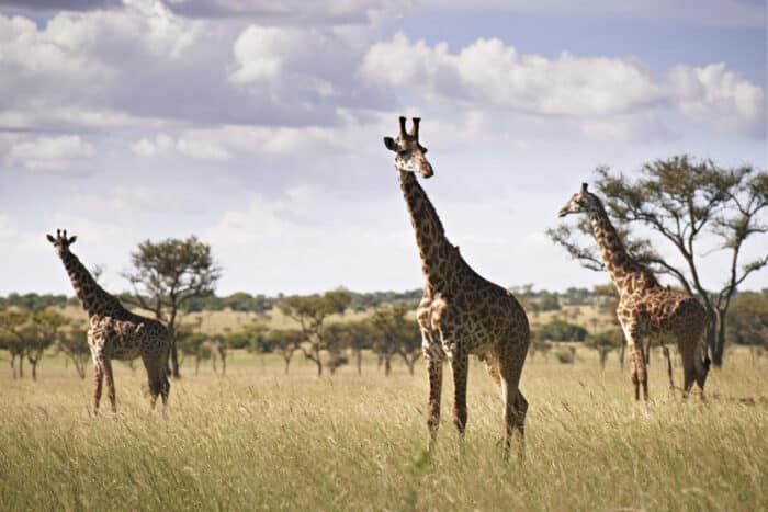 Cedarberg Travel | Singita Serengeti House