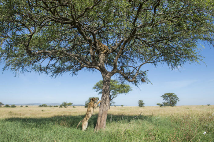 Cedarberg Travel | Singita Faru Faru Lodge