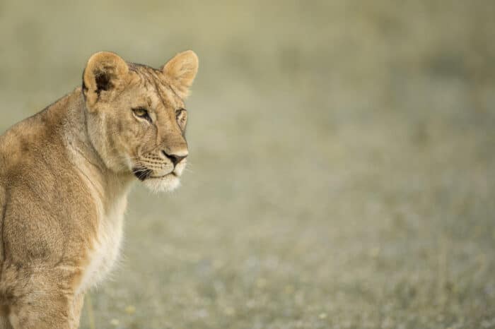 Cedarberg Travel | Singita Faru Faru Lodge