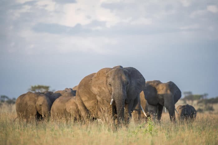 Cedarberg Travel | Singita Faru Faru Lodge