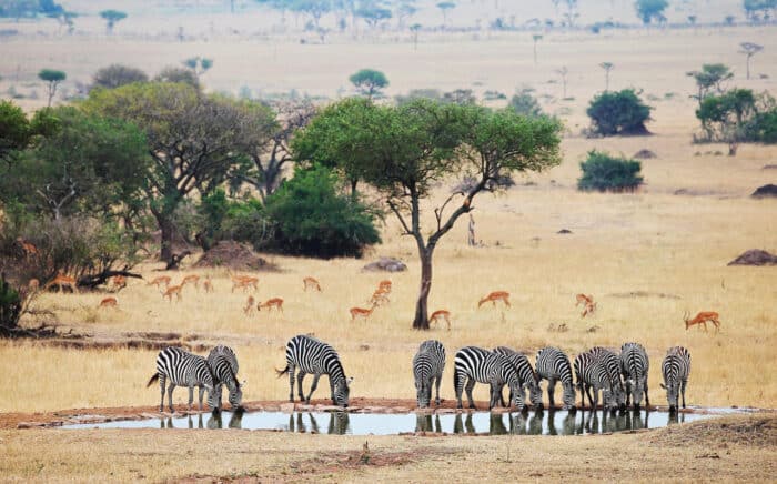 Cedarberg Travel | Singita Serengeti House