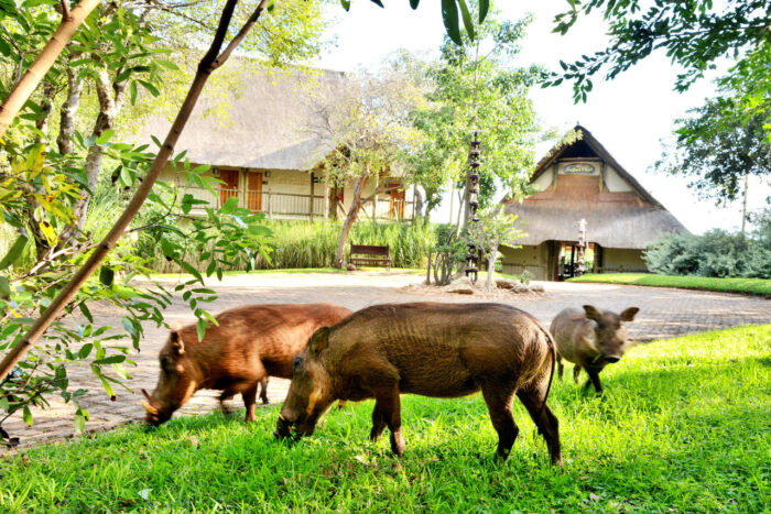 Cedarberg Travel | Victoria Falls Safari Club