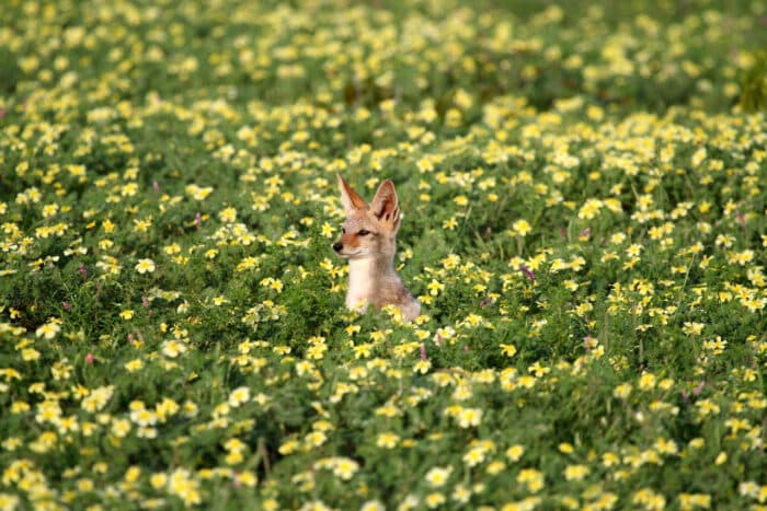 Cedarberg Travel | Spring Wild Flower tour